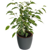 Ficus Golden King + Cache pot Anthracite